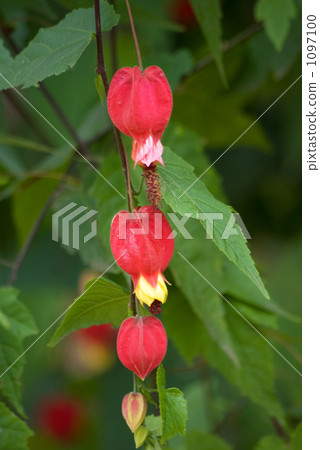 Tyrolean lamp flower 1097100