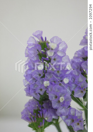 Stirse purple 1097294
