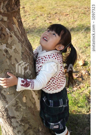 Big tree Big tree 1097323