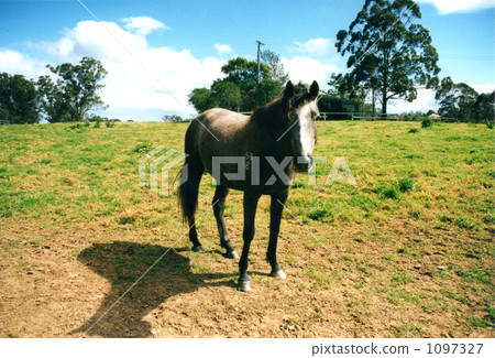 thoroughbred, bloodstock, equine 1097327