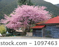 Abandoned house and cherry tree 1097463