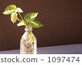 plastic bottle, pothos, devil's ivy 1097474