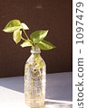 plastic bottle, pothos, devil's ivy 1097479