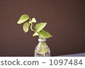 plastic bottle, pothos, devil's ivy 1097484