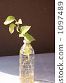 plastic bottle, pothos, devil's ivy 1097489
