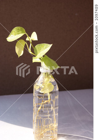 plastic bottle, pothos, devil's ivy 1097489