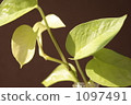 pothos, devil's ivy, eco 1097491