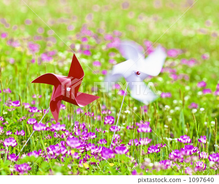 Lotus grass plants 1097640