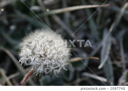 frost, hoarfrost, fluff 1097748