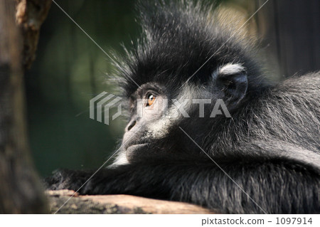 monkey, monkeys, zoorasia 1097914