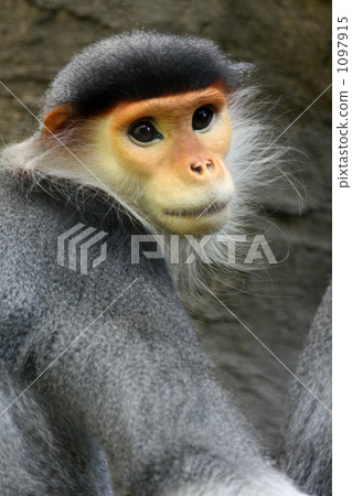 douc, monkey, monkeys 1097915