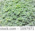西蘭花 1097971