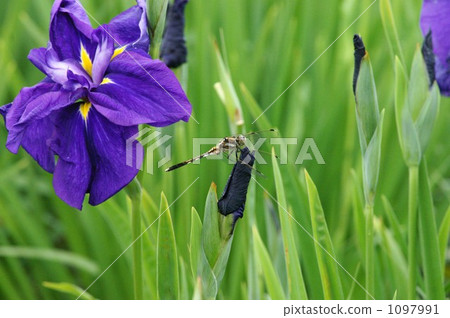 花朵 花 花卉 1097991