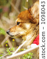 Santa's collar dog 1098043
