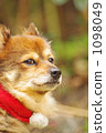 Santa's collar dog 1098049