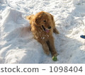 playing catch, lay, lying down 1098404