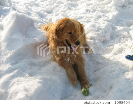 playing catch, lay, lying down 1098404