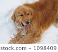 golden retriever, dog, dogs 1098409