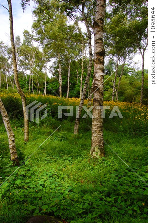 Birch trees and sun leaves 1098644