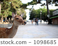鹿 奈良梅花鹿公園 奈良公園 1098685