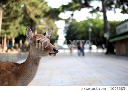 deer, deers, nara park 1098685