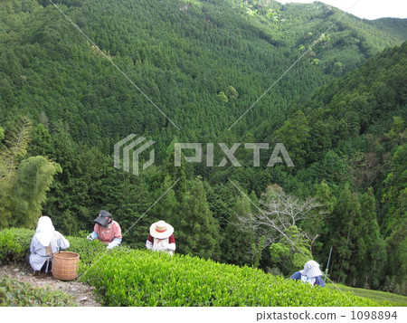 茶葉採摘 茶葉豐收 女生 1098894