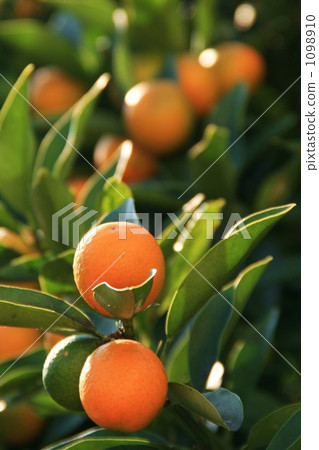 金橘 金橘 1098910