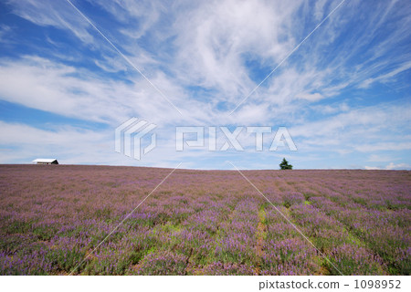 富良野 熏衣草 薰衣草 1098952