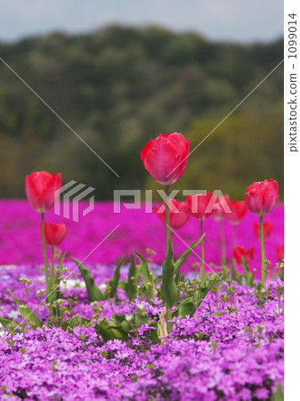 Shibaura和郁金香的“Flower Dream Villa Rectan” 1099014