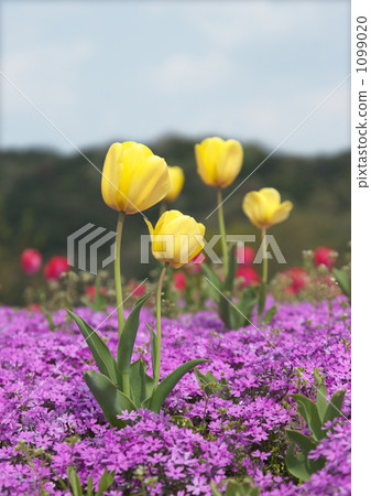 Shibaura和郁金香的“Flower Dream Villa Rectan” 1099020