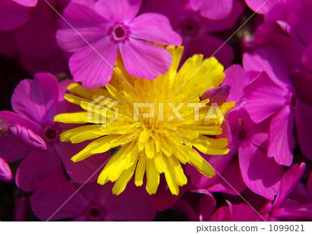 Shibaura and Dandelion of "Flower Dream Villa Rectan" 1099021