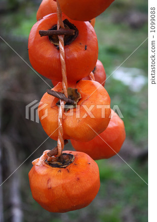 掛柿子 1099088