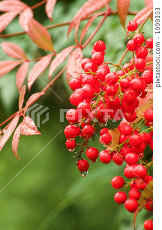 Red fruit of southern sky 1099193