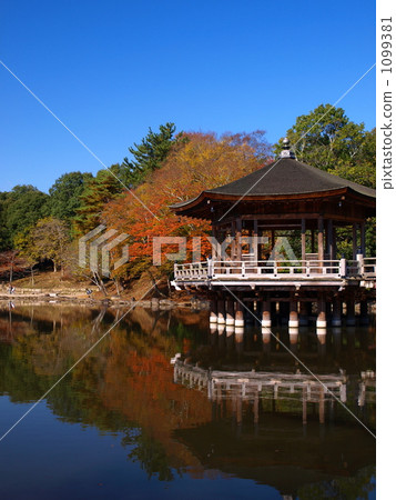 Lake Forest in late autumn / Nara Park 1099381
