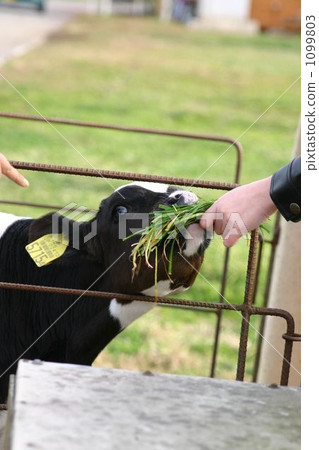 calf, pasture, eat 1099803