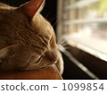Neko's daily life 1099854