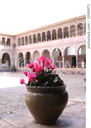 bloom, blossom, blossoms 1099971