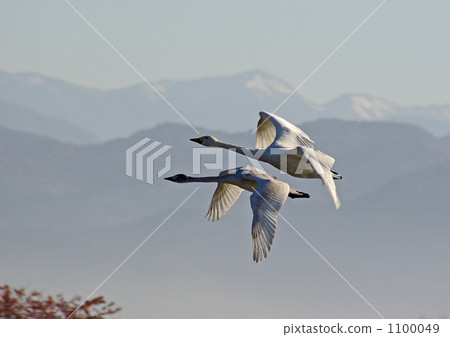 Swanning swan Swanning swan 1100049