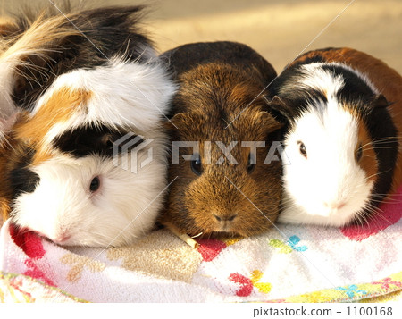 三隻豚鼠 1100168