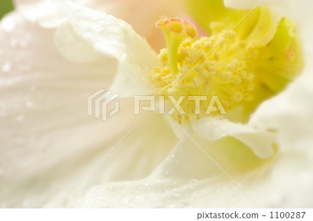 Fuyo flowers 1100287