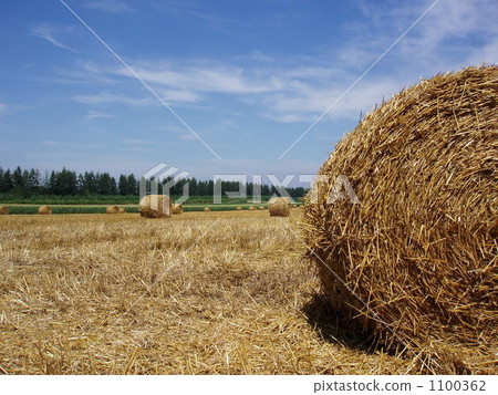 dairy, dairyman, hay roll 1100362