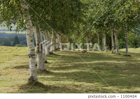 柱廊 街道樹 白樺 1100484