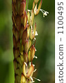 稻穗 開花 花 1100495