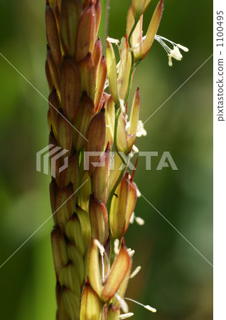 稻穗 開花 花 1100495