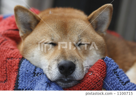 毛孩 狗 狗狗 1100715