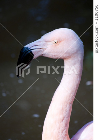 火烈鳥 1100750