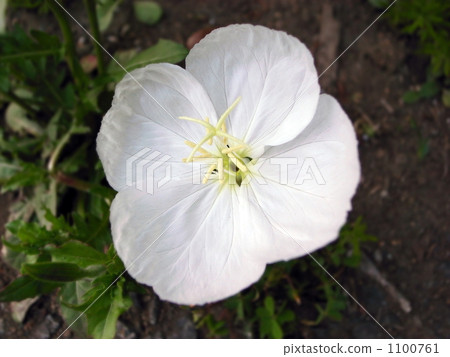 月見草 月見草 1100761