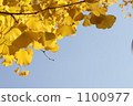 trees, autumn leafe, branch 1100977