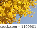 ginkgo, ginko tree, branch 1100981