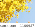 ginkgo, ginko tree, foliage 1100987